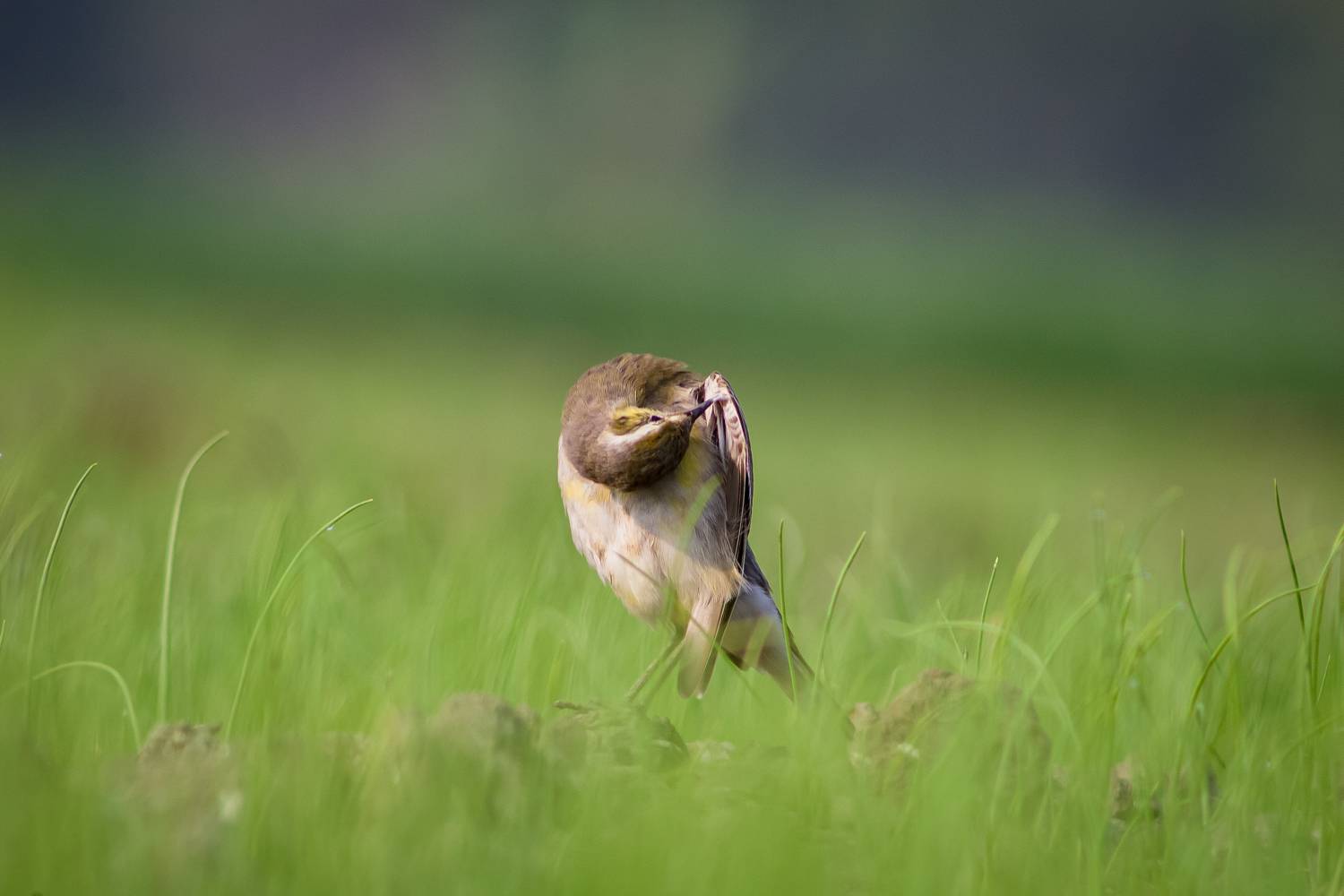 #bird #natgeo #photography #birdphotography #nature #beeeater #green #animal #wildlife #owlet, Shadab Ishtiyak