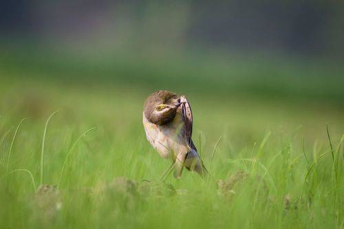 Western Yellow Wagtail