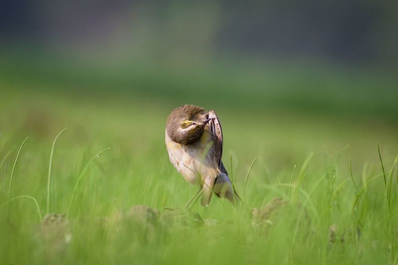 #bird #natgeo #photography #birdphotography #nature #beeeater #green #animal #wildlife #owlet Western Yellow Wagtail фото превью