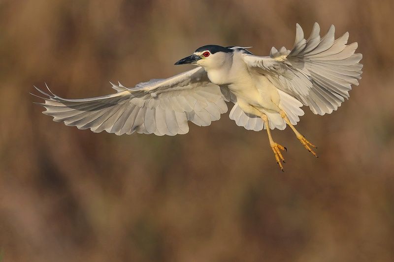 Night heron  фото превью