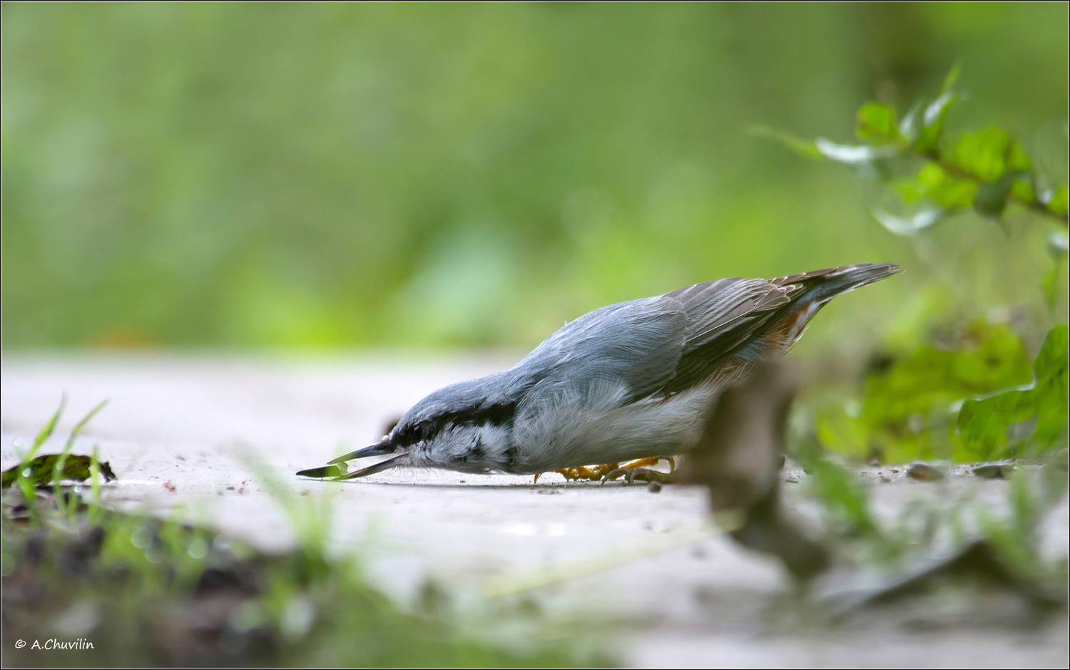 птица,поползень,длинноносый, Александр Чувилин