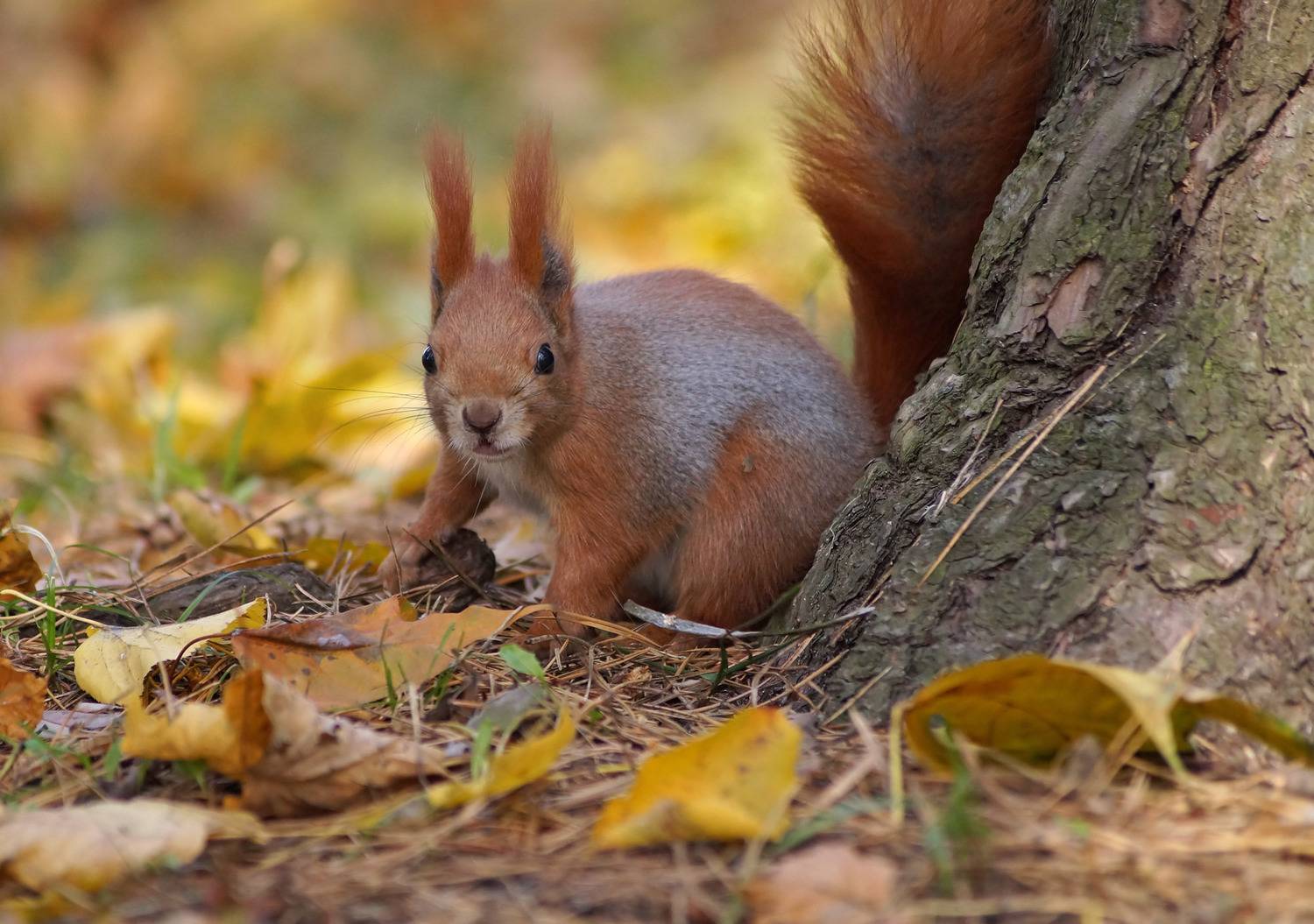 , Чепленко Алексей