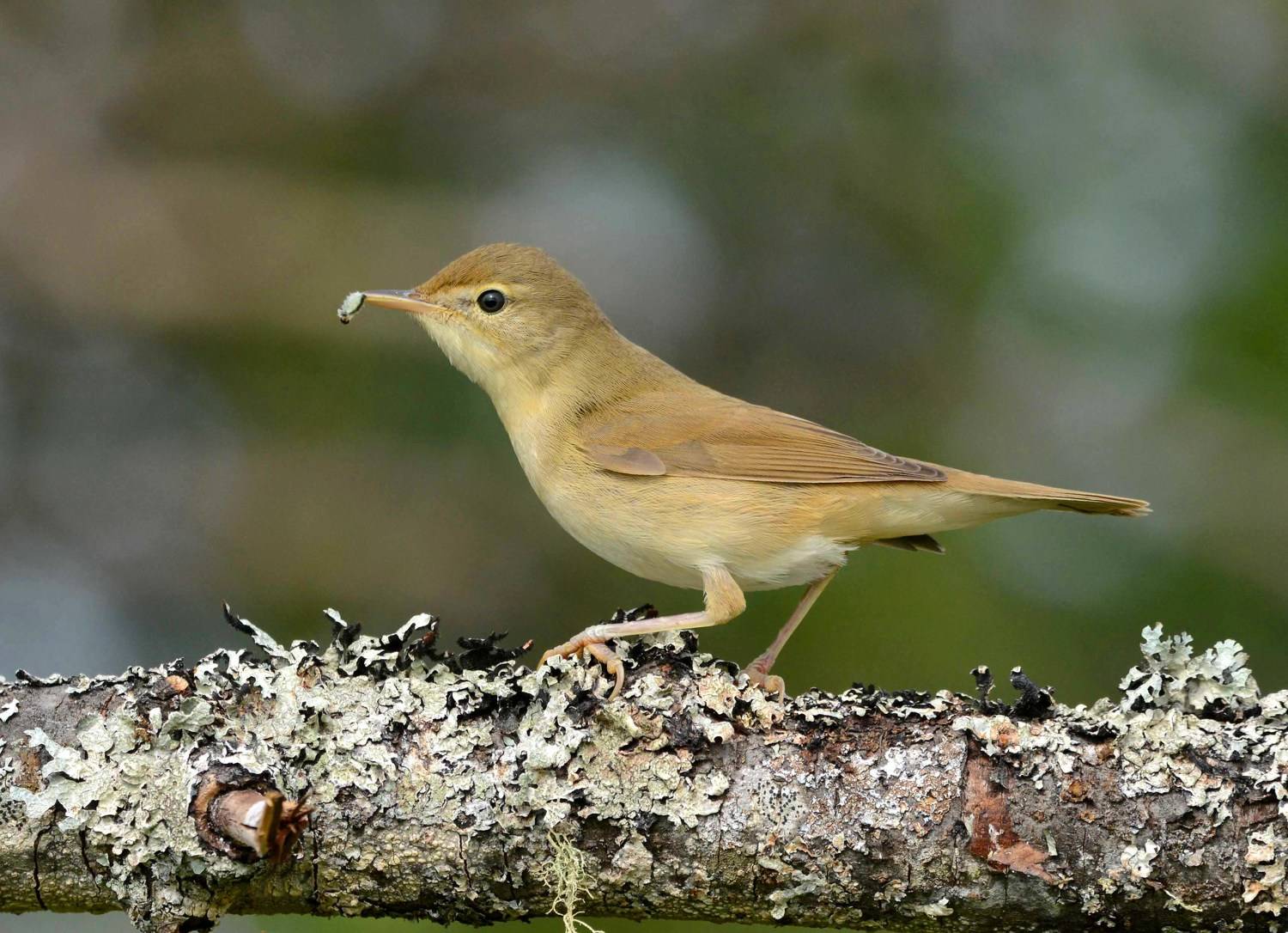 , Белоусов Михаил