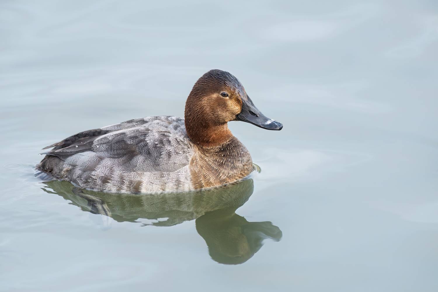 птицы, животные, утки, природа, wildlife, Пронин Денис