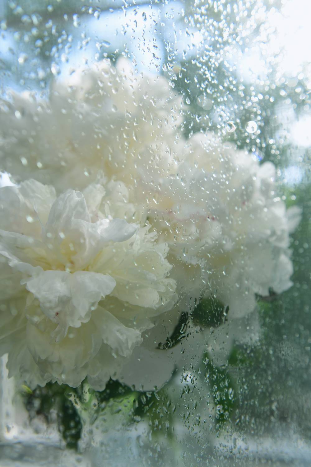 , Божена Пучко