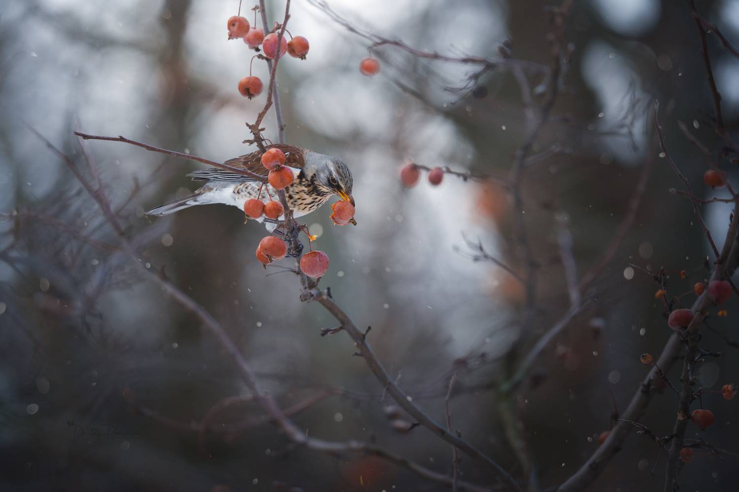 природа, лес, поля, огороды, животные, птицы, макро, Посевич Дмитрий