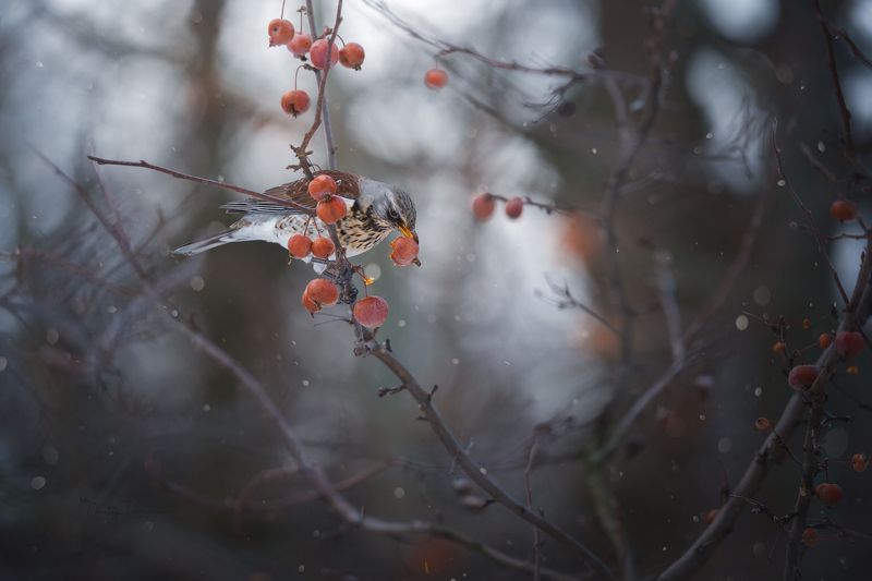 природа, лес, поля, огороды, животные, птицы, макро Самая сладкая фото превью