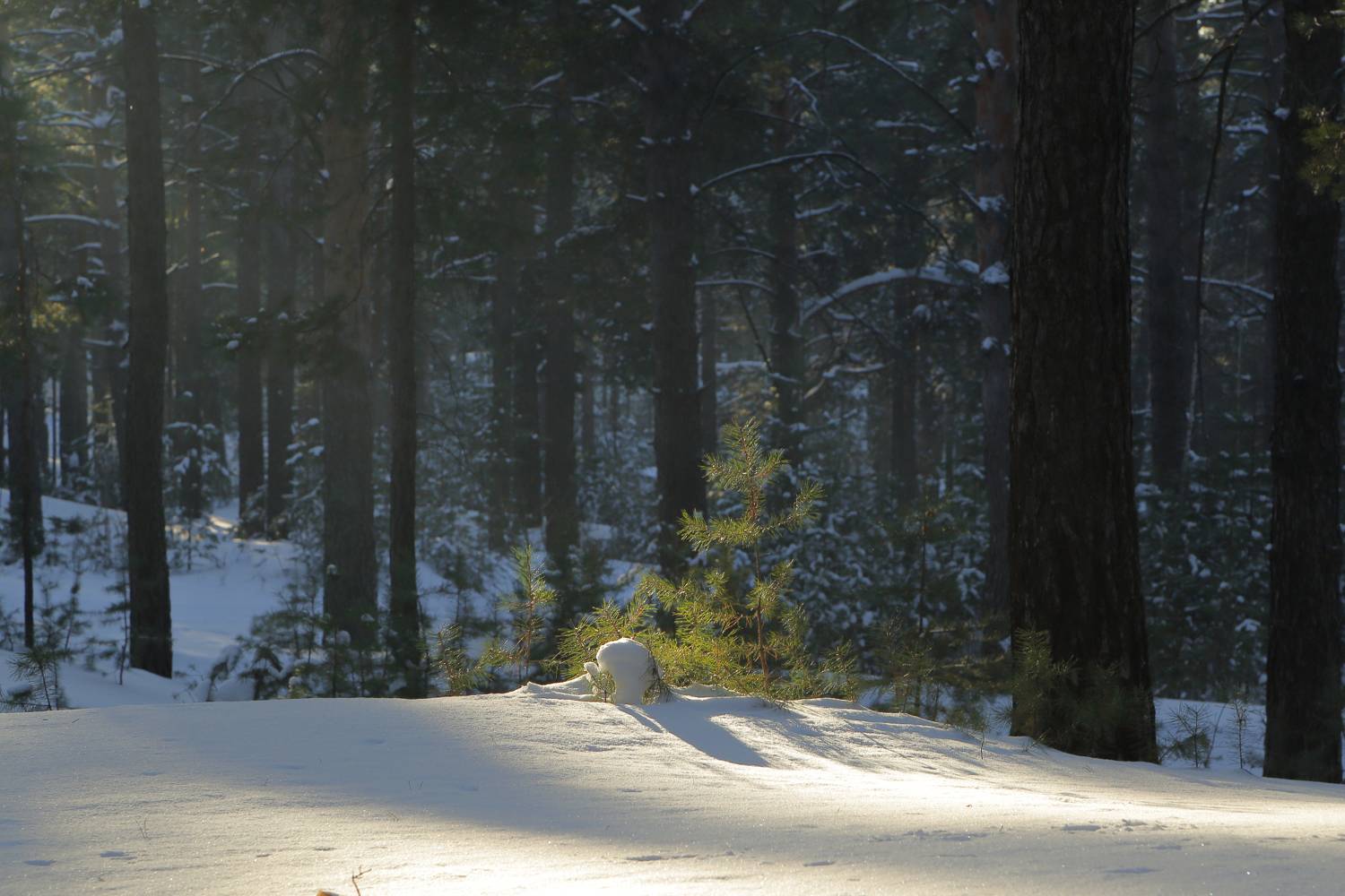 , Евгений Зинов