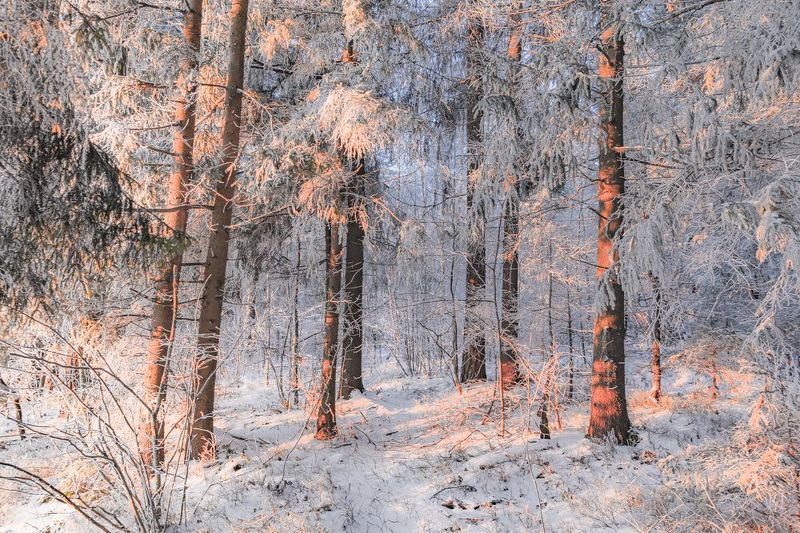 *** фото превью