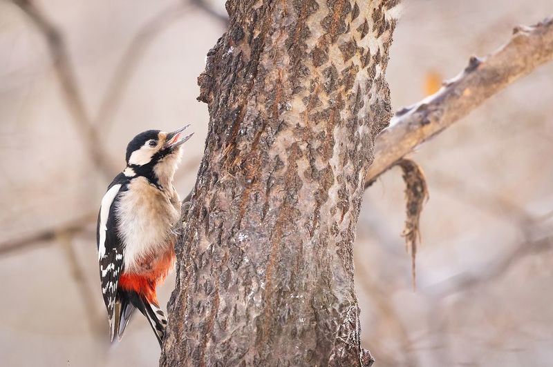 Woodpecker фото превью