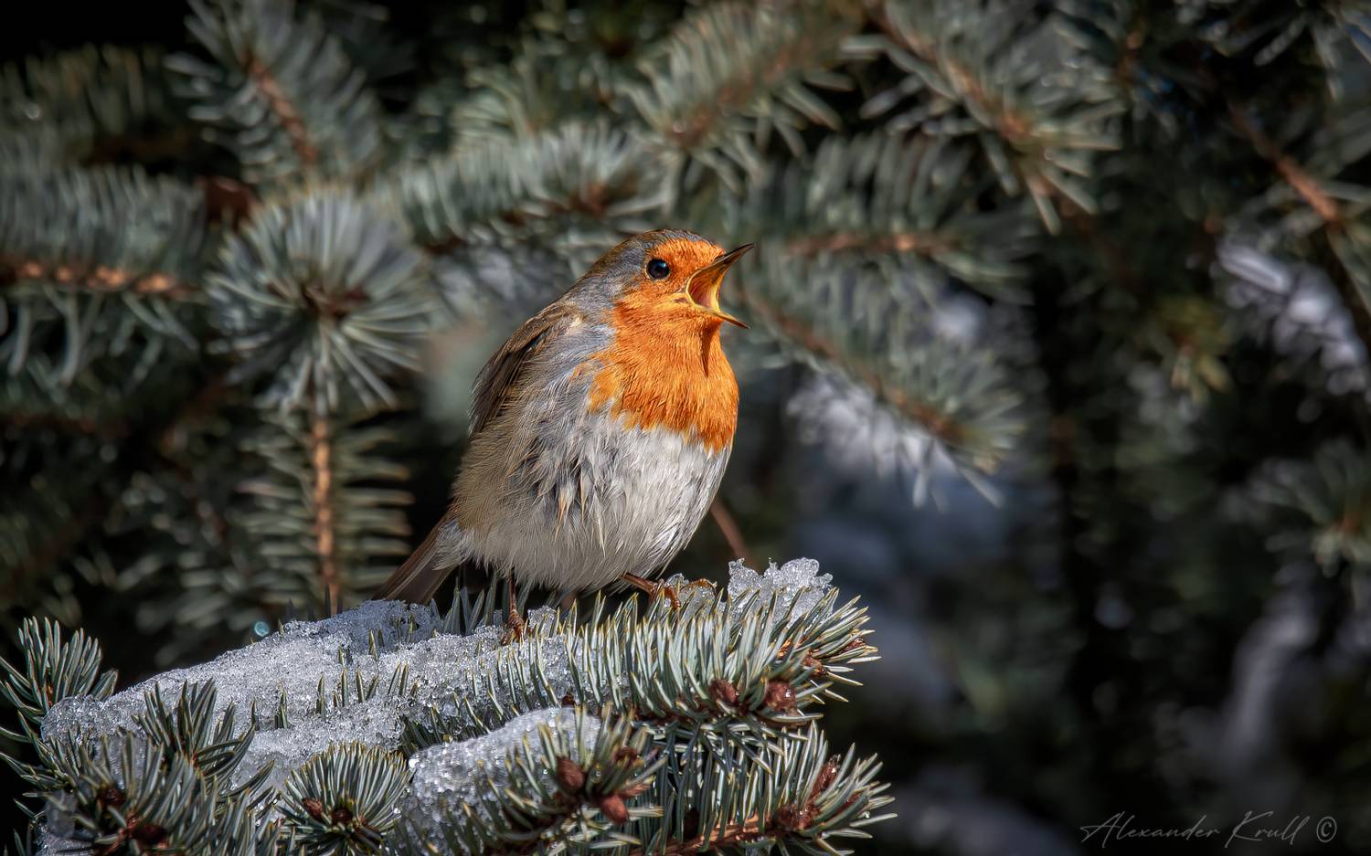 зарянка, малиновка, erithacus rubecula, Круль Александр