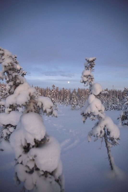 луна, пейзаж, зима, снег, сугробы, вечер, лес, сосны При свете луны фото превью