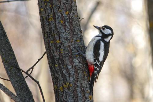 Большой пёстрый дятел