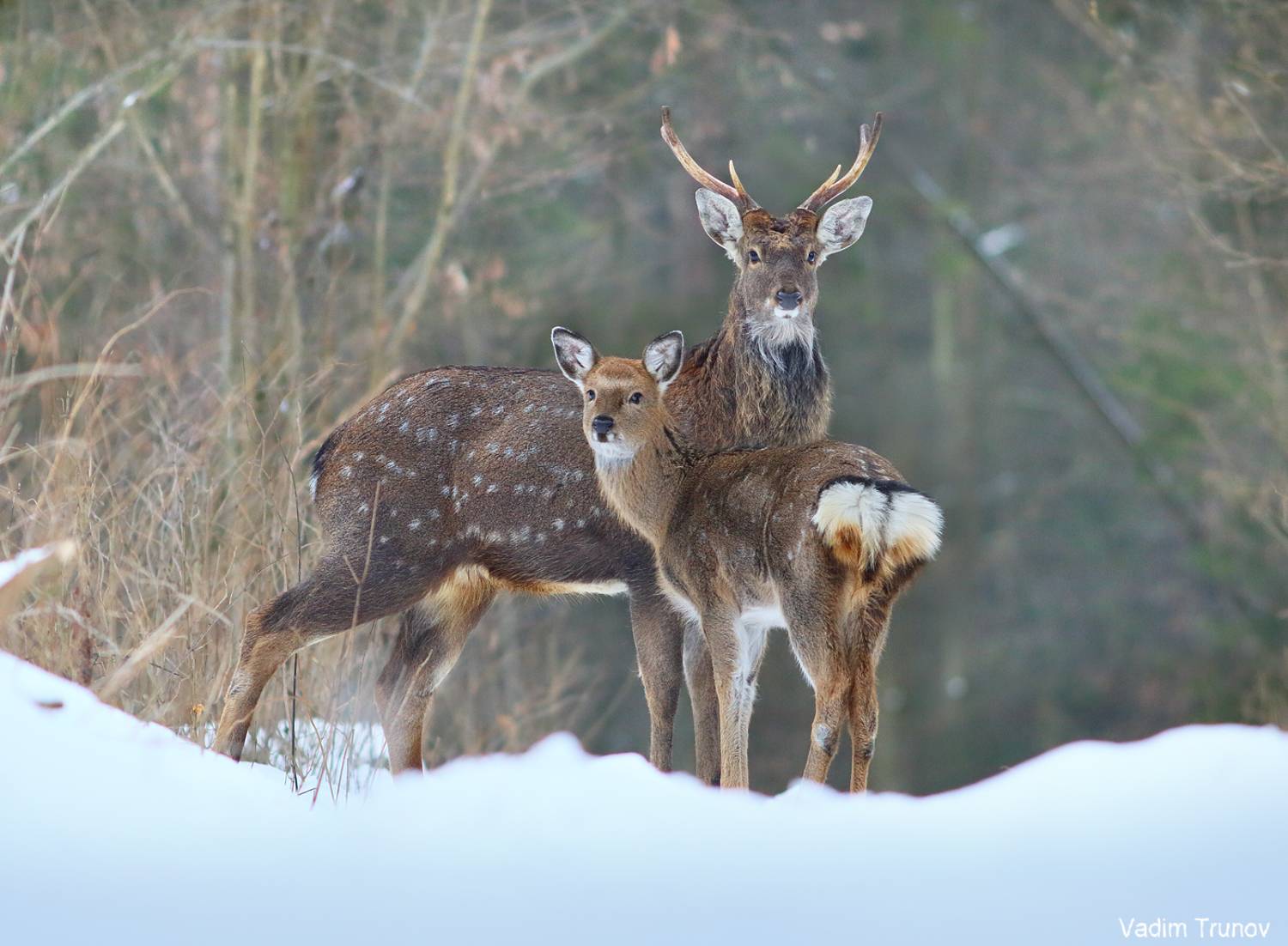 олень, олени, пятнистый олень, Вадим Трунов
