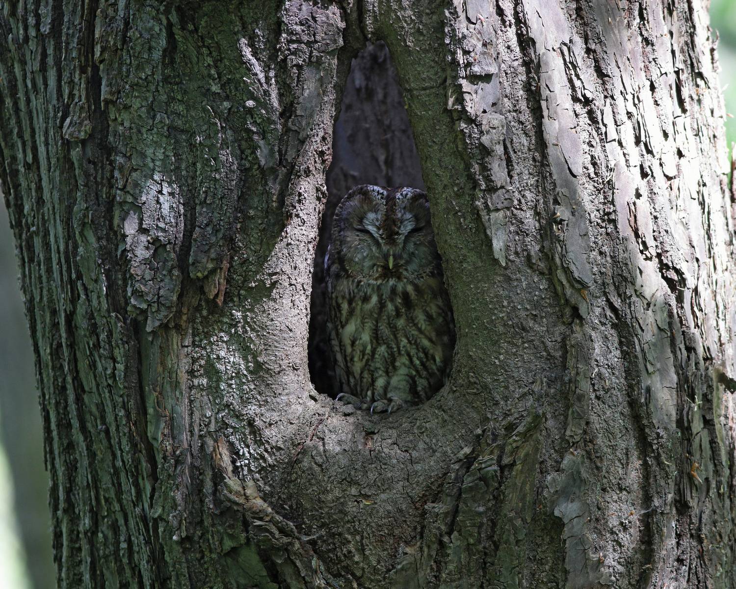 серая неясыть, неясыть, сова, strix aluco, tawny owl, owl, Бондаренко Георгий