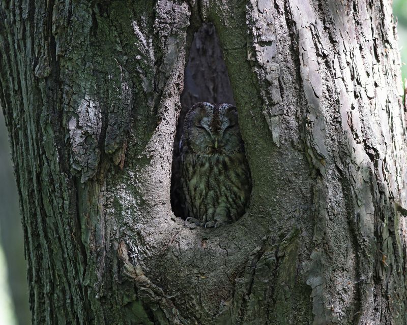 серая неясыть, неясыть, сова, strix aluco, tawny owl, owl Лесной дух фото превью