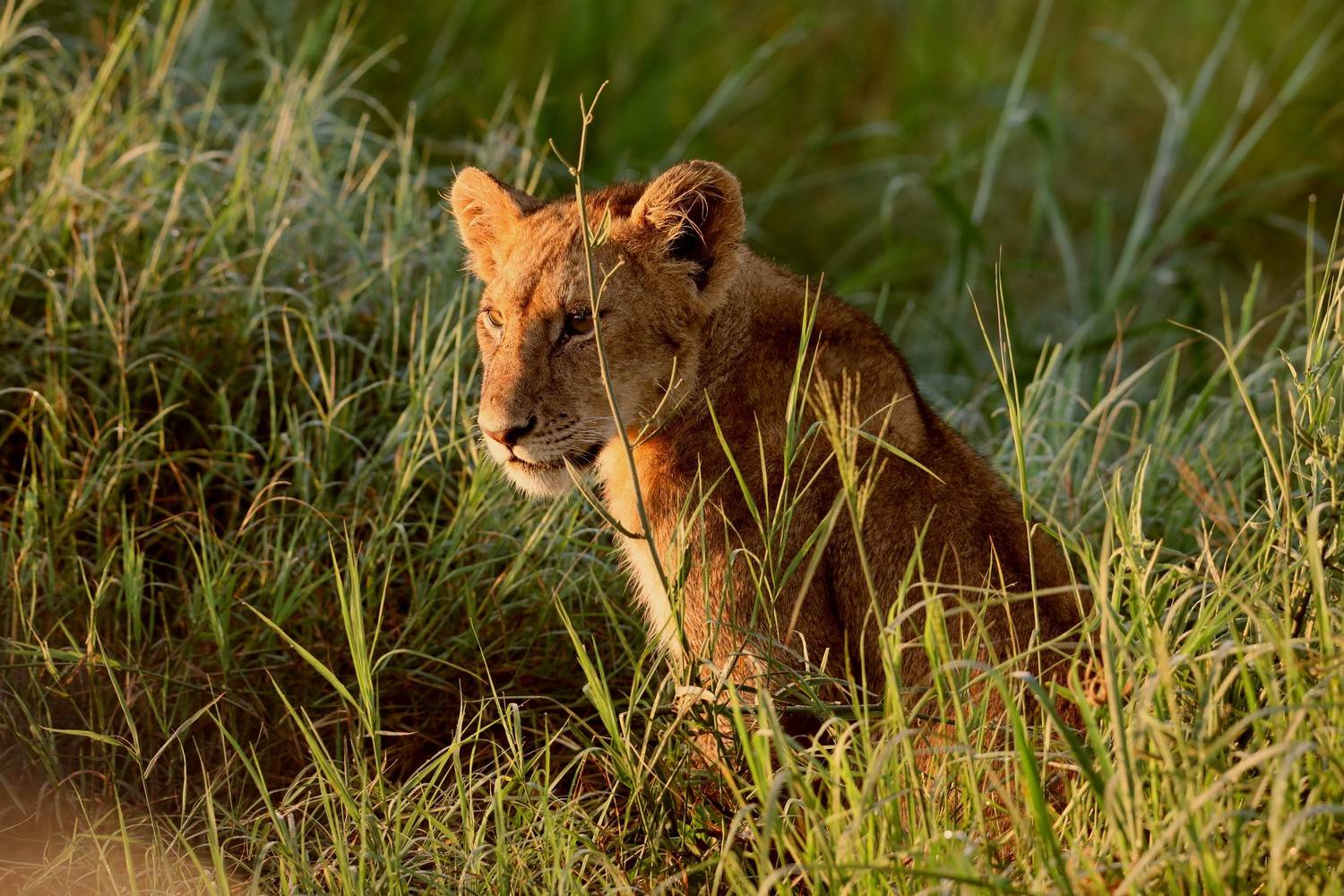 лев, львенок, африка, серенгети, Цыба Роман