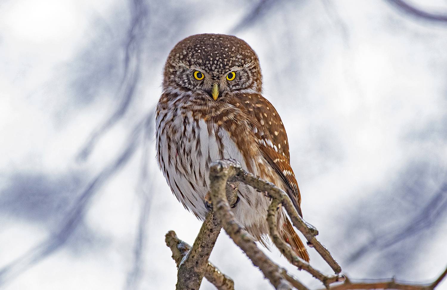 сыч птица сова, Gurdina Lena