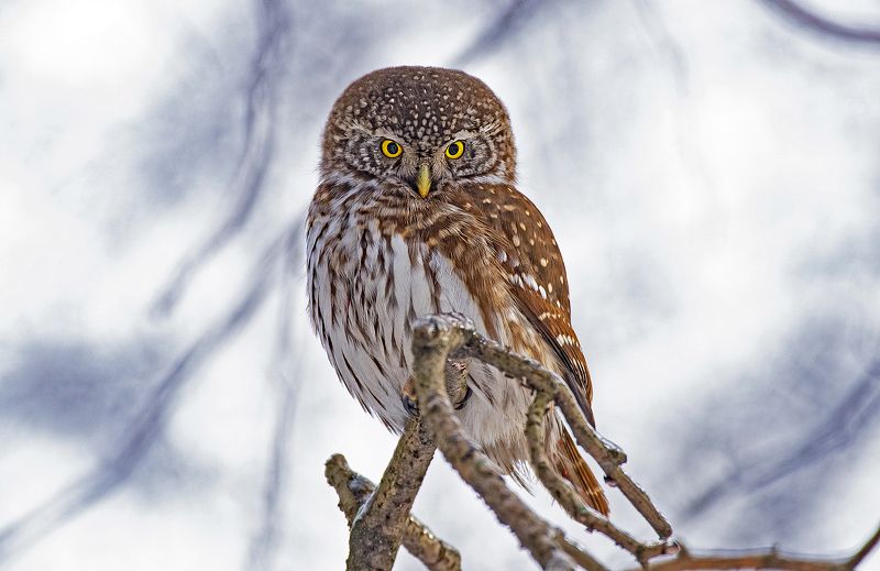 сыч птица сова Воробьиный сыч фото превью