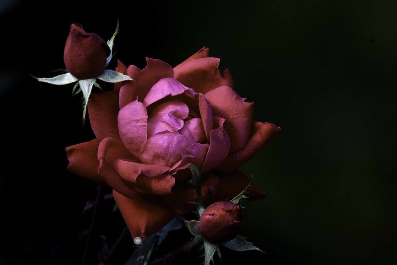 Flower фото превью