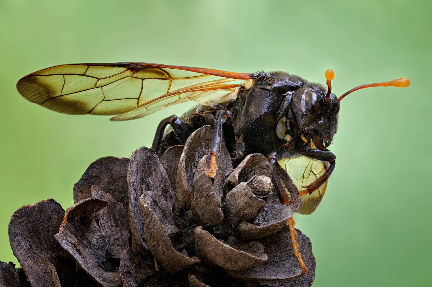 , Антон Финевич