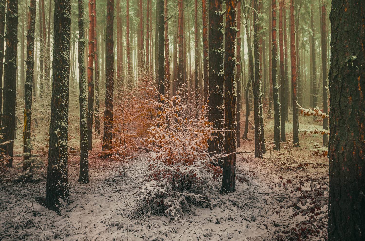 , Николов Андриян