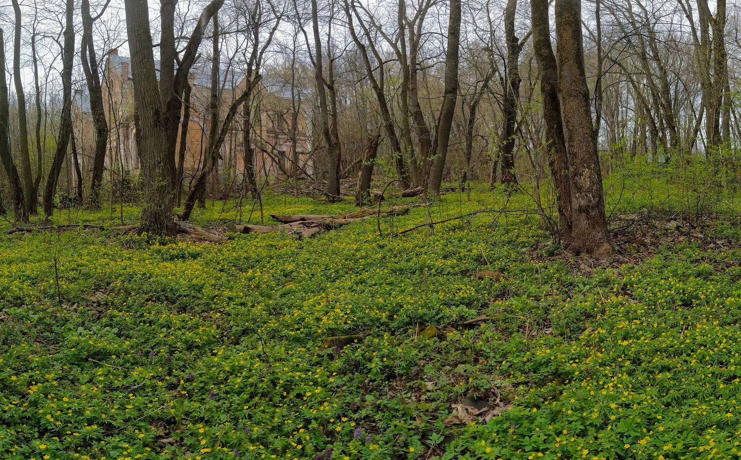 , Кондрашова Светлана