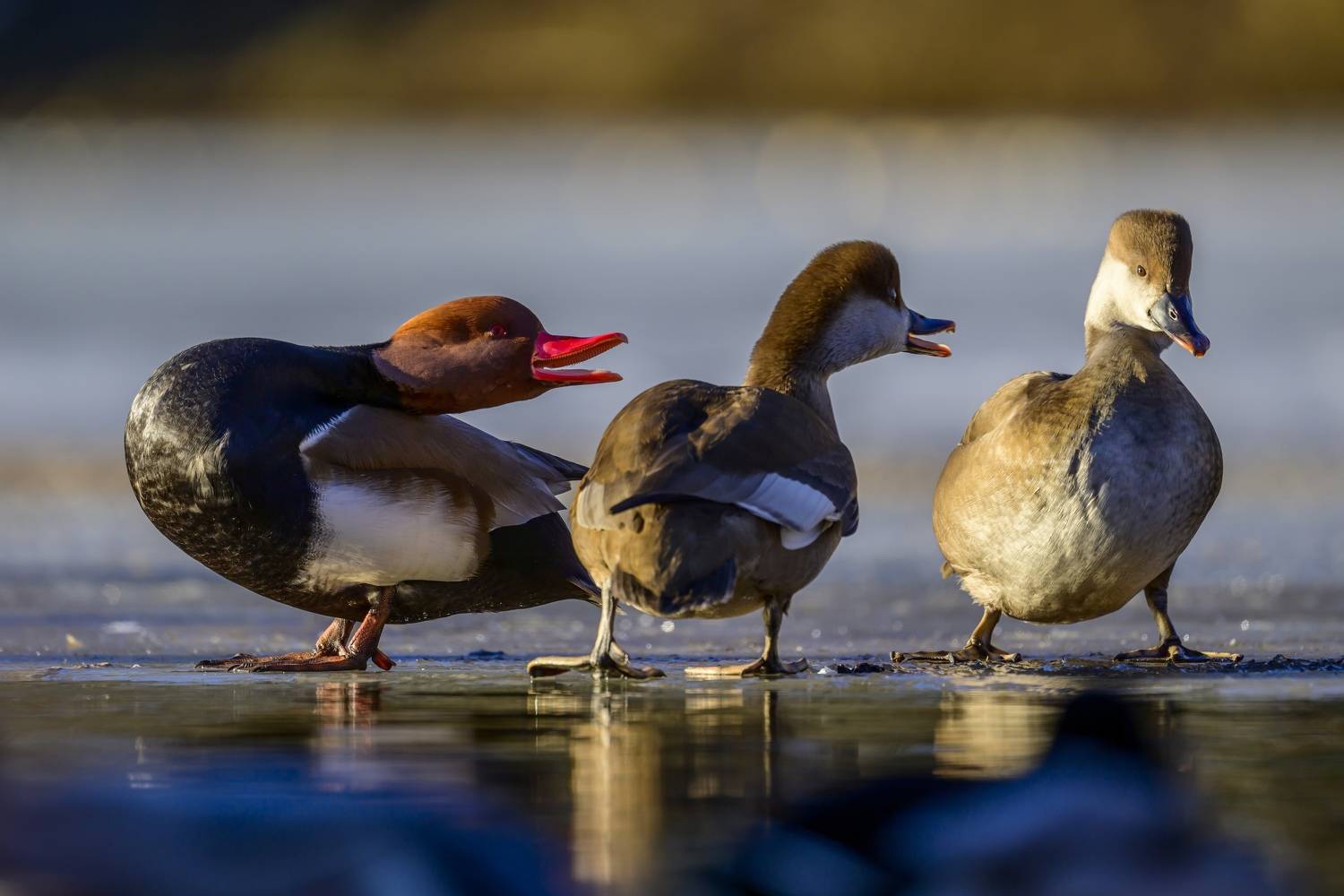 , Пупонин Сергей