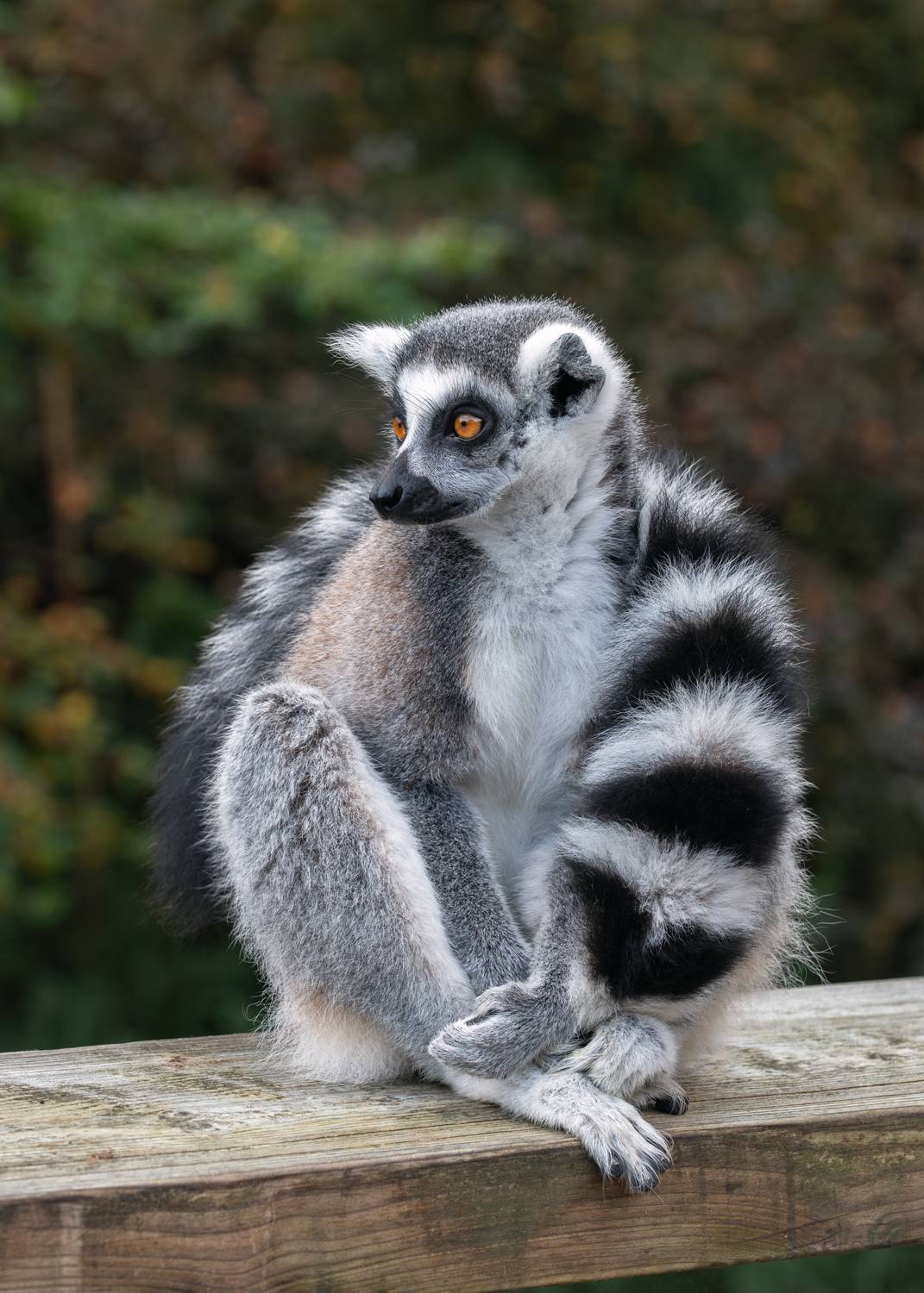 кольцехвостый лемур; кошачий лемур; лемур катта;маки; lemur; ring-tailed lemur; lemur catta;, Наталья Паклина