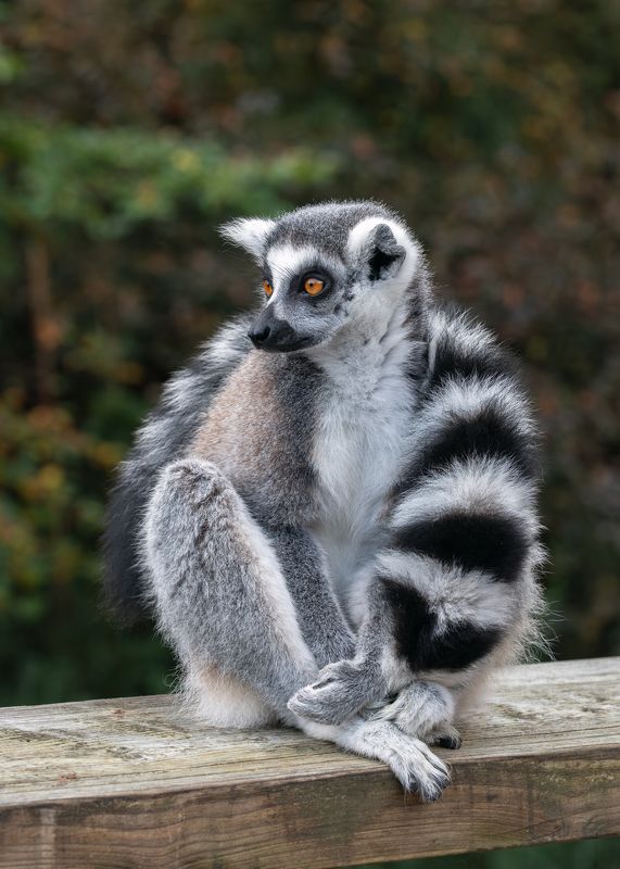 кольцехвостый лемур; кошачий лемур; лемур катта;маки; lemur; ring-tailed lemur; lemur catta; - Я на досочке сижу и на вас не гляжу фото превью