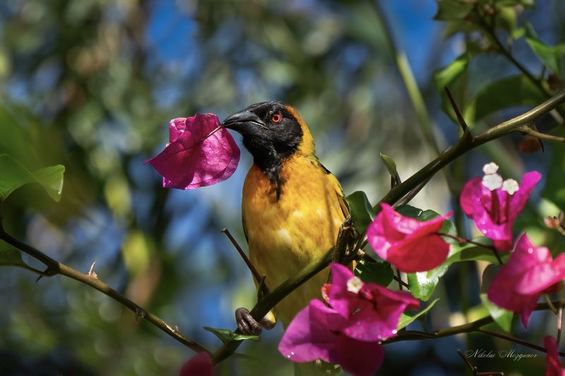 Ткачик фото превью