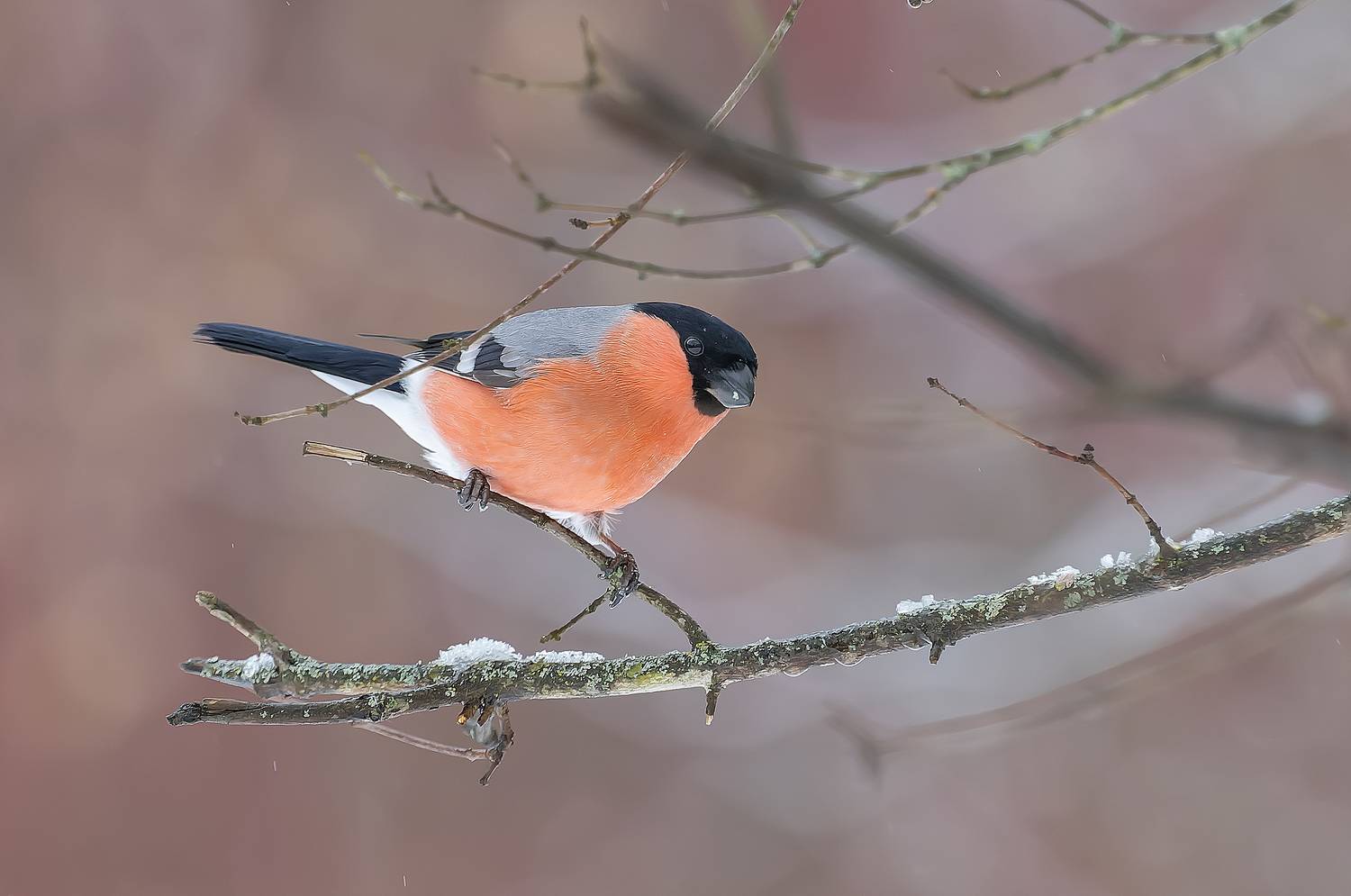 снегири, парк, зима, крещение, Широких Александр