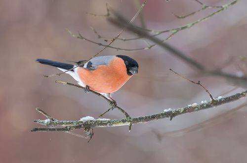 Снегири в крещенские морозы