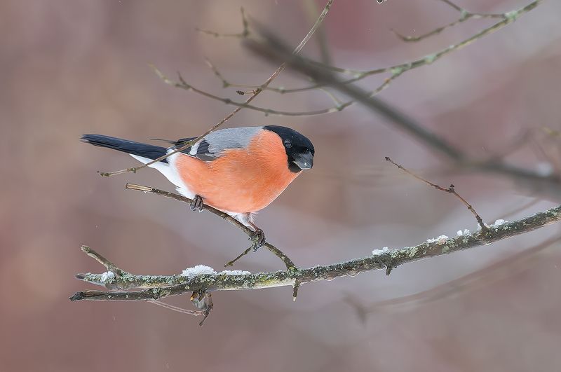 снегири, парк, зима, крещение Снегири в крещенские морозы фото превью