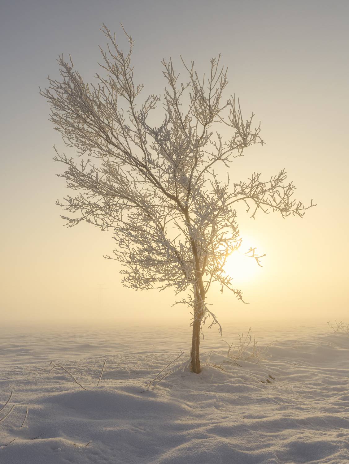 , Маджаров Костадин
