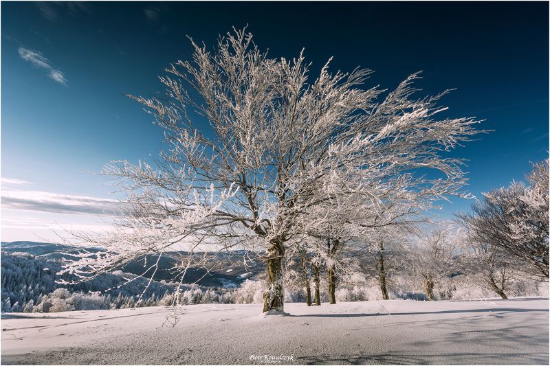 polska, zima, drzewo *** фото превью