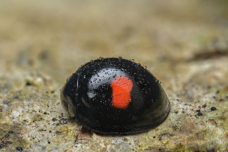 Ladybird  фото превью