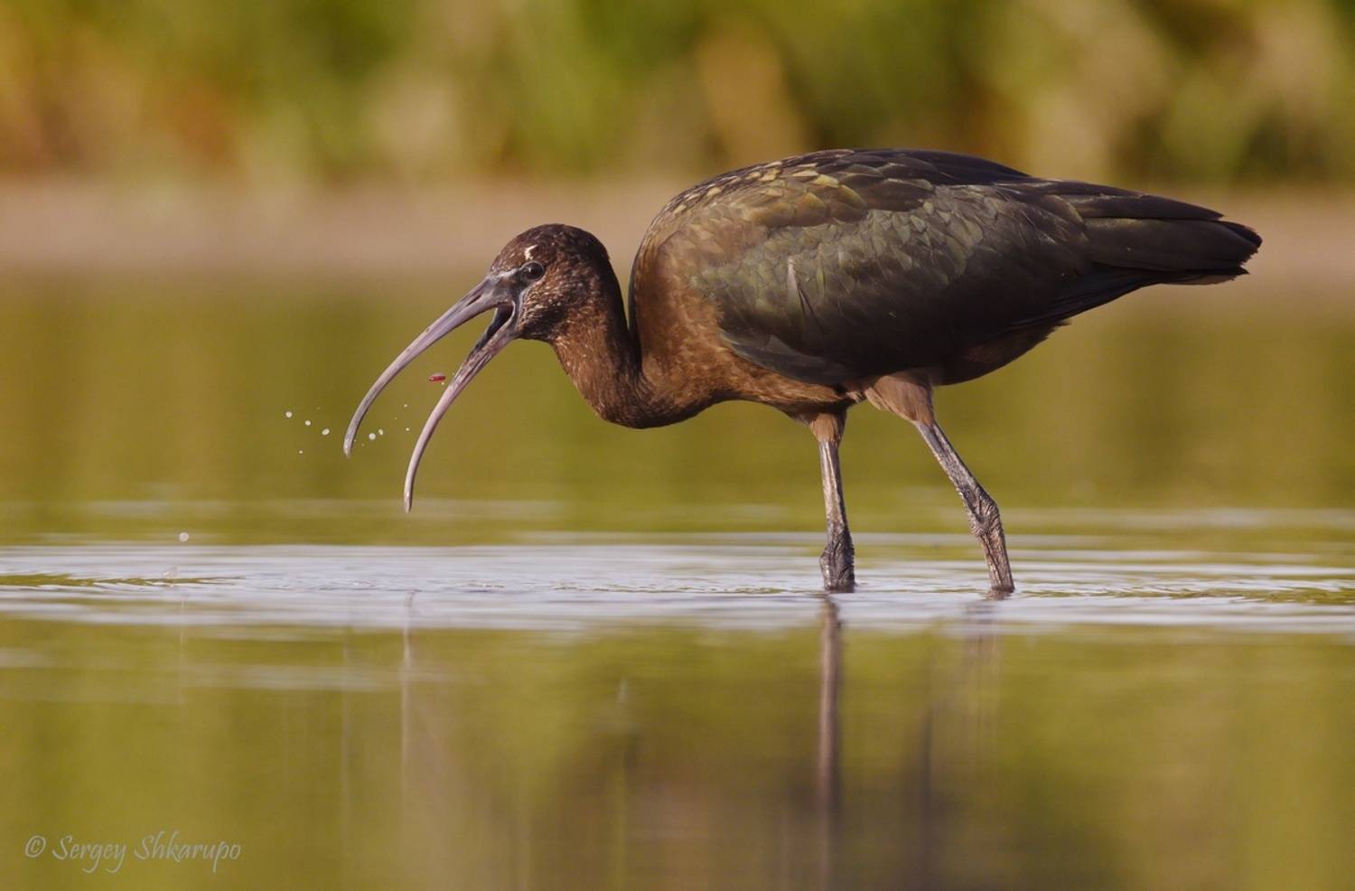 , Сергей Шкарупо