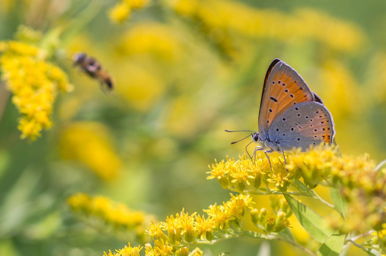 , Чепленко Алексей