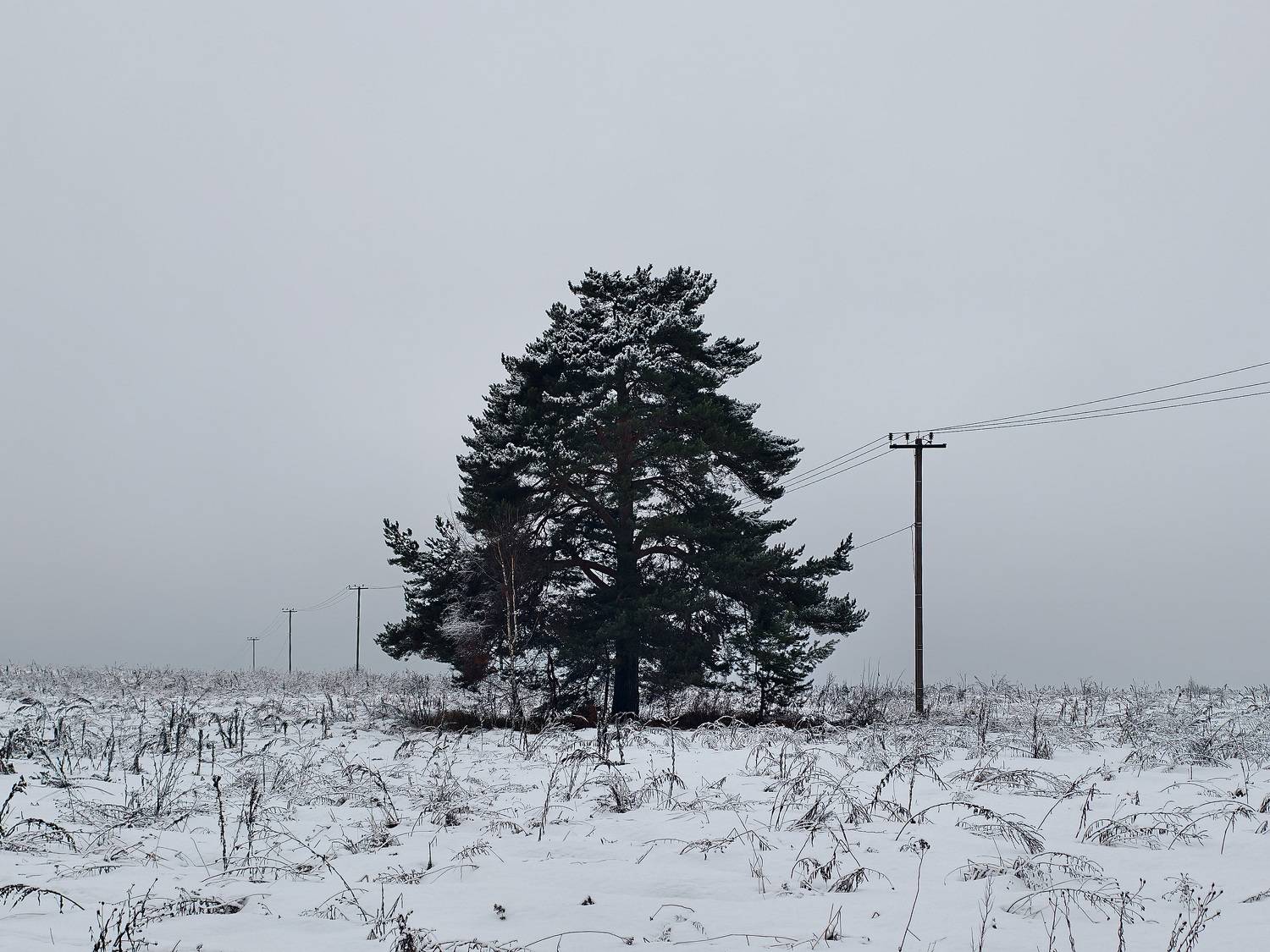 , Королев Саша