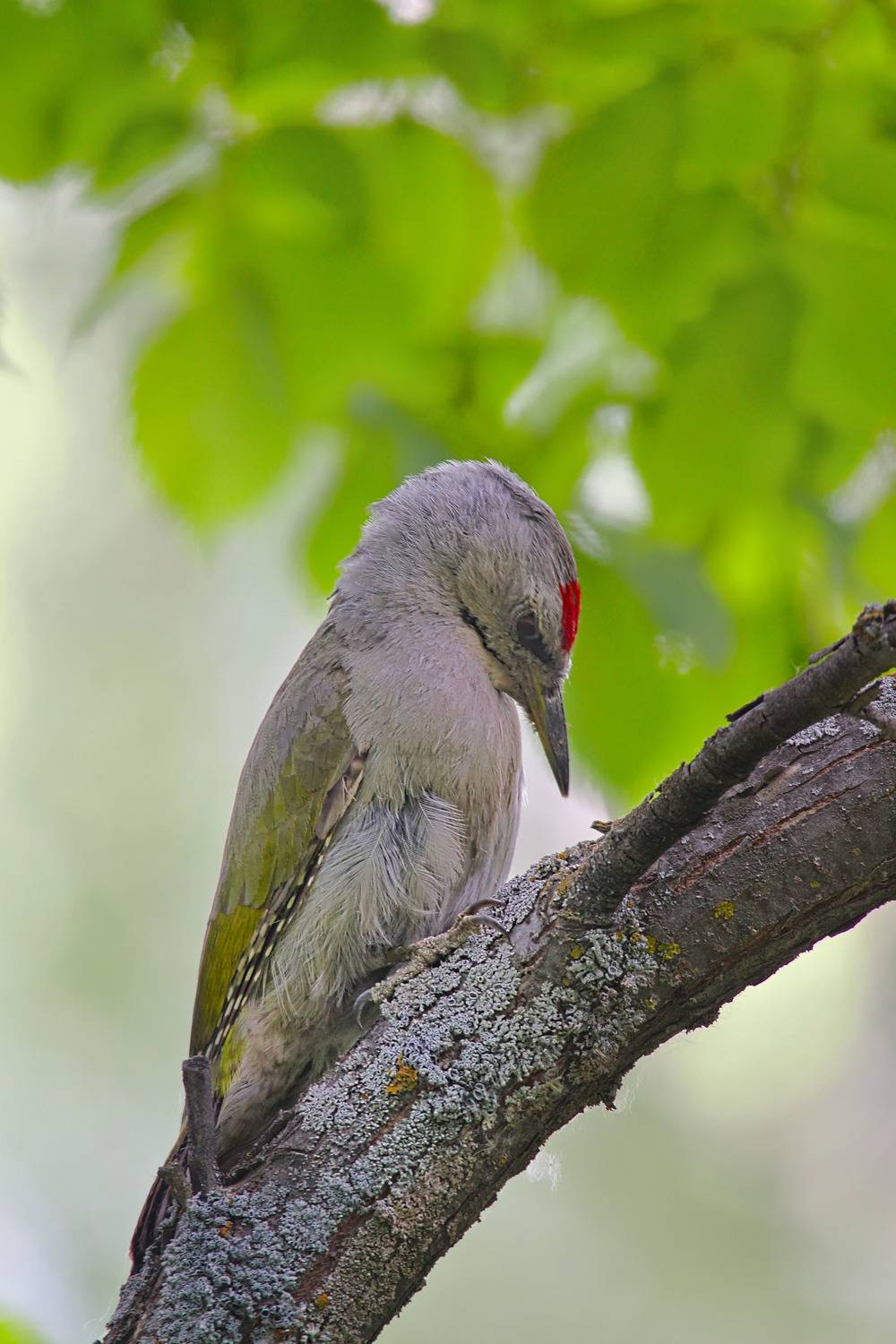 седой дятел,  picus canus,, sergey izoya