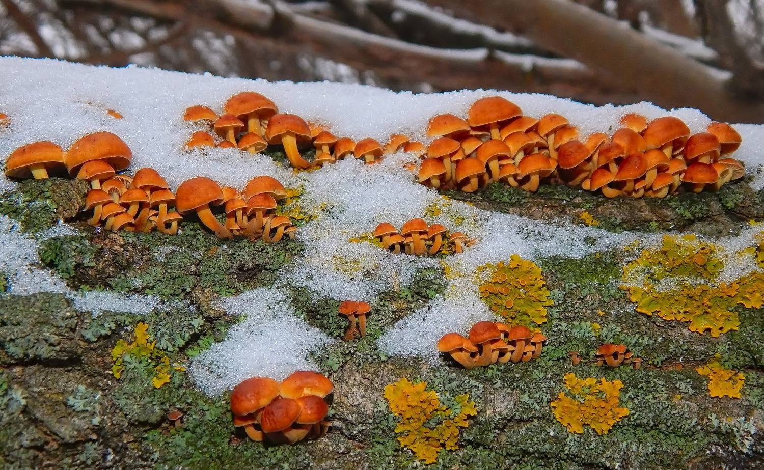 опёнок зимний, flammulina velutipes, грибы,, sergey izoya