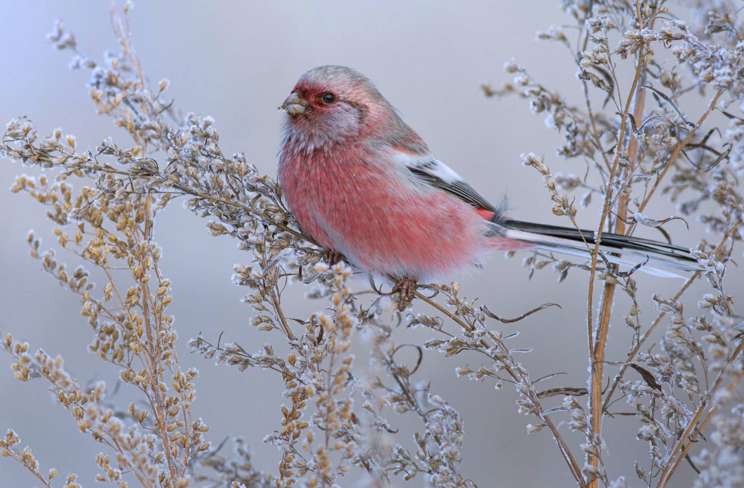 урагус,самец,полынь,зима, длиннохвостый снегирь, Иван