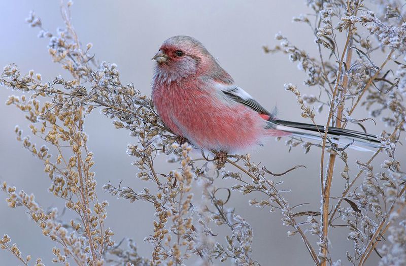 урагус,самец,полынь,зима, длиннохвостый снегирь Январь, полынь, урагус... фото превью