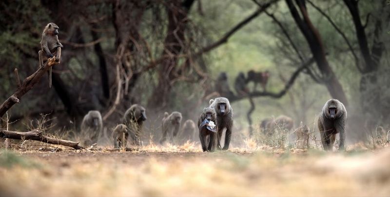 Пацаны на районе, или Птичку жалко фото превью