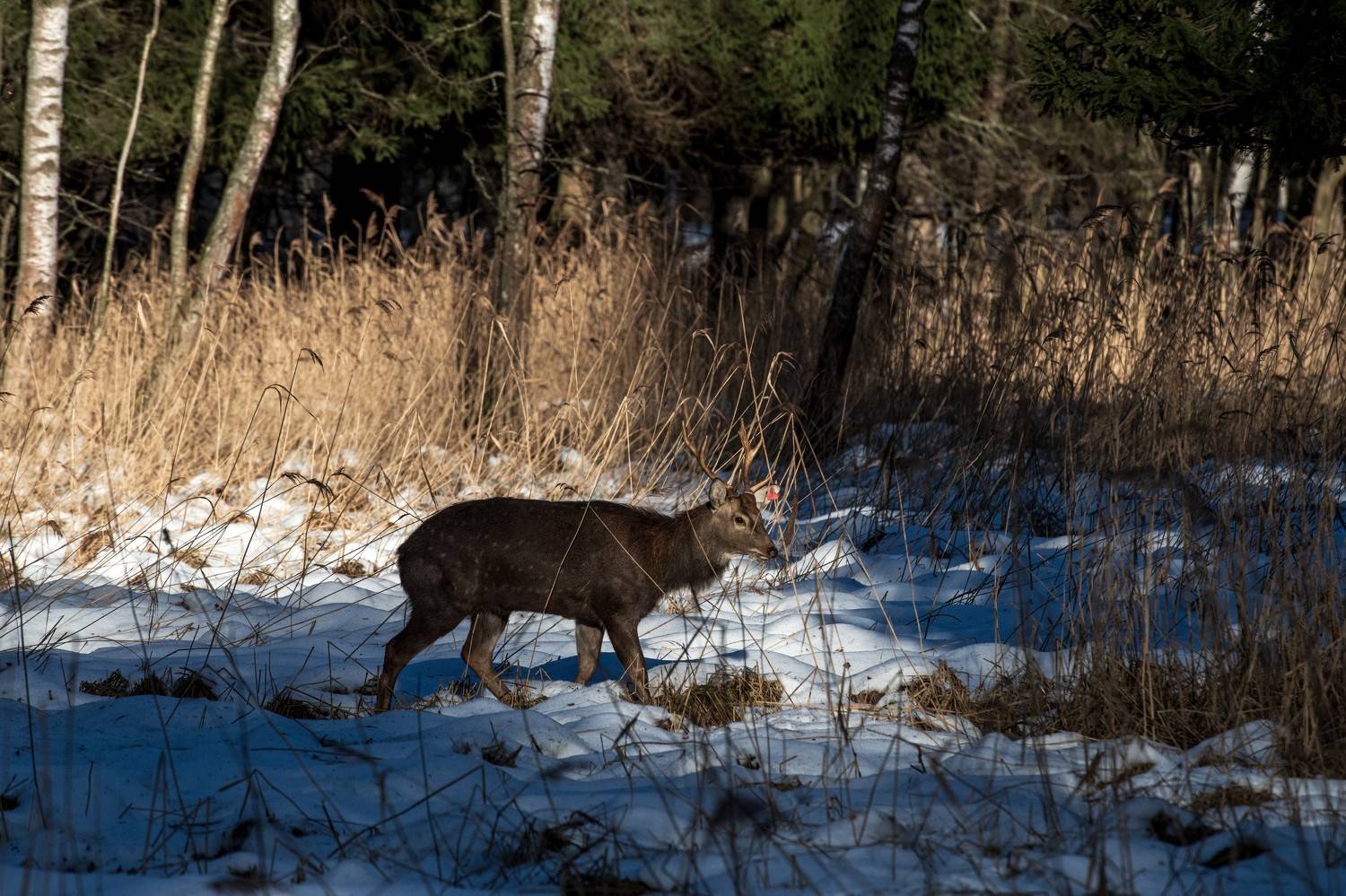 , Павел Ныриков