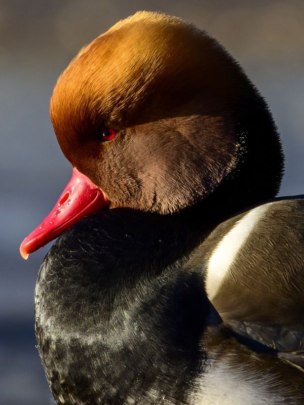 Нырок фото превью