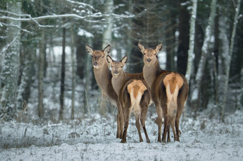 Троица фото превью