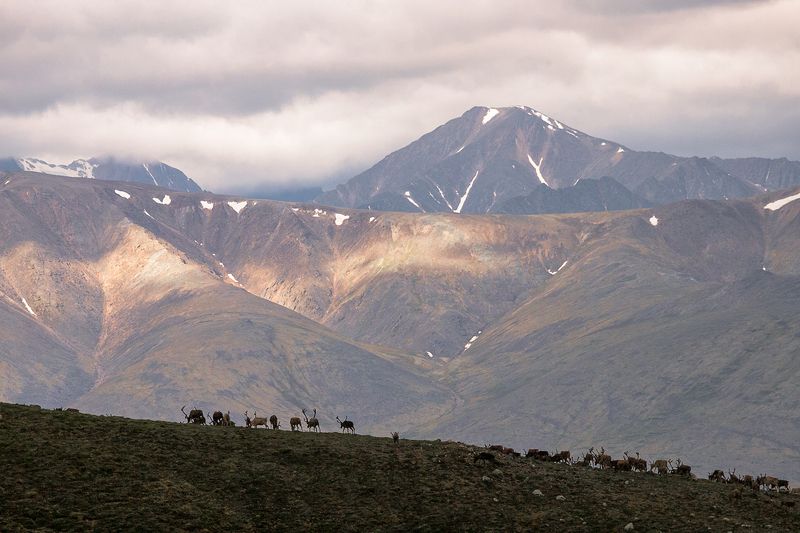 олени, якутия, природа, горы, пейзаж Высоко в горах фото превью