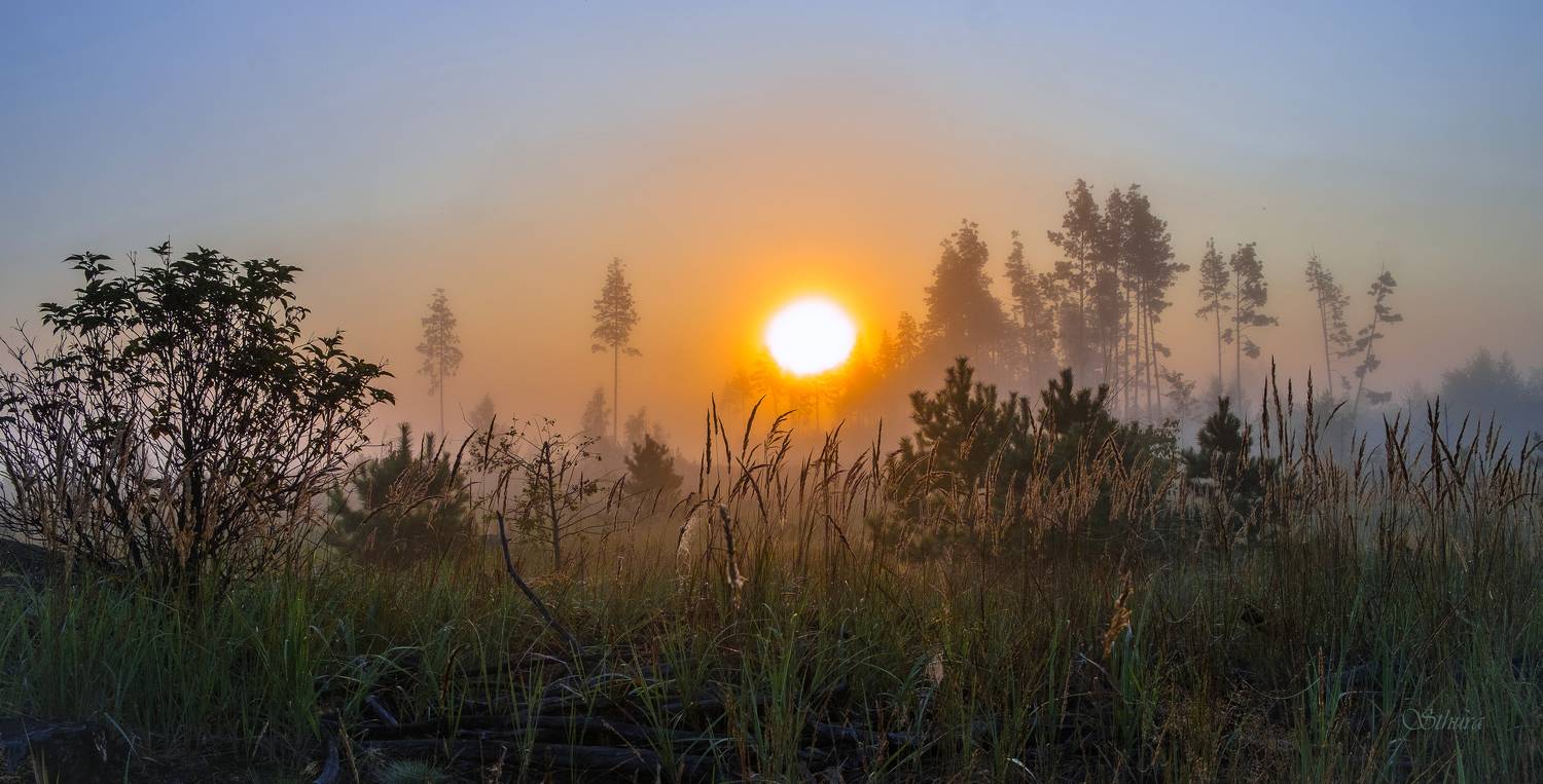 лето лес туман рассвет природа пейзаж, Александр Строков